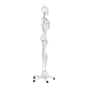 B-zboží Model kostry člověka - životní velikost - 176 cm