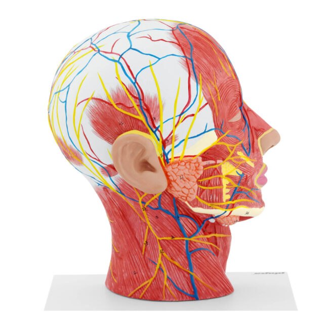 Anatomie lebky symetrický řez skutečná velikost - Anatomické modely physa