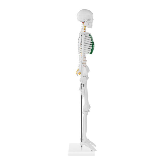 Mini model kostry člověka 85 cm - Anatomické modely physa