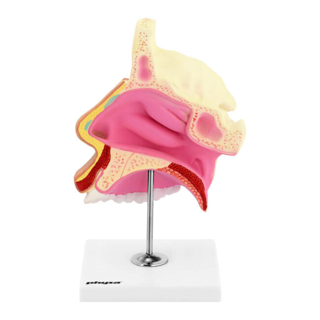 Anatomický model nosní dutiny ve skutečné velikosti - Anatomické modely physa